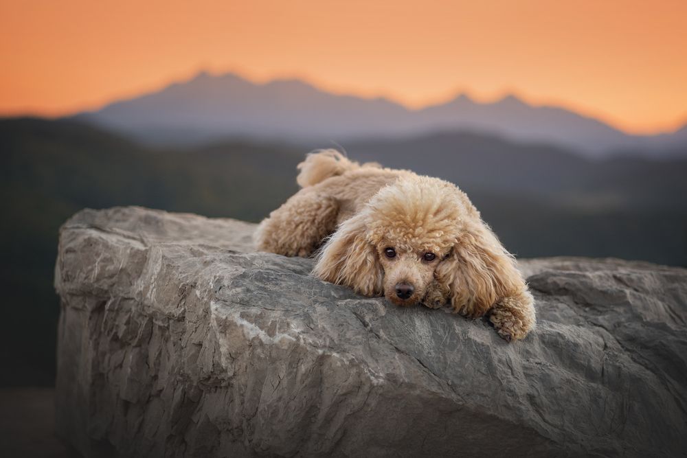 Photograph by Dorota Hnatová