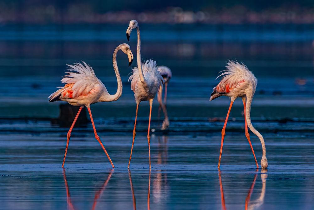 Photograph by Zinda Shaik Mohideen M