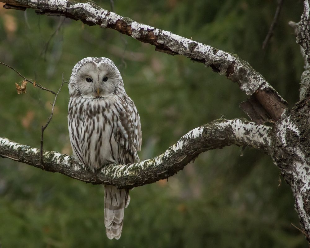 Фотография автора Суслов Дмитрий
