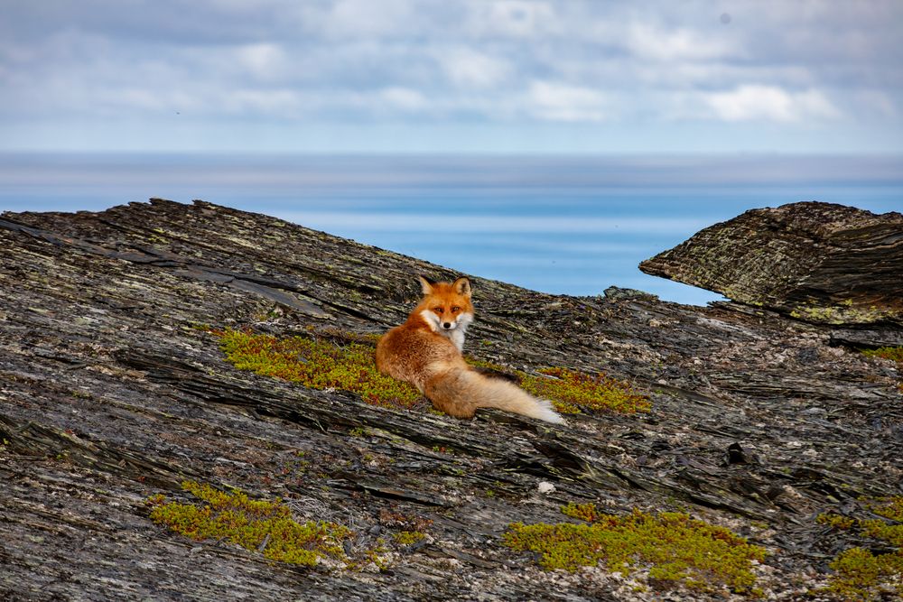 Photograph by Елена Данченко