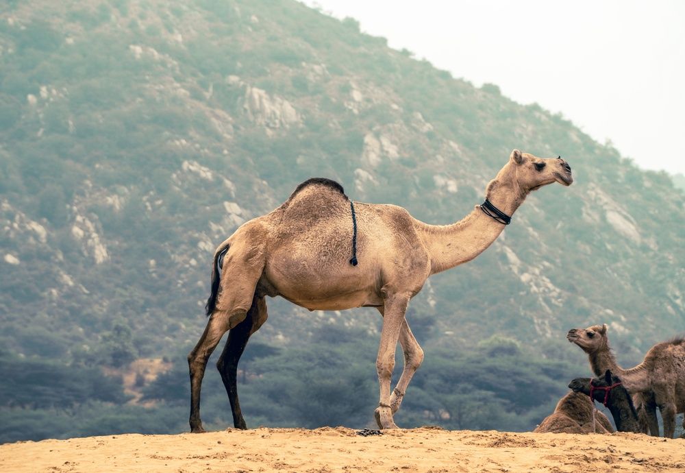 Photograph by prashant bamnawat