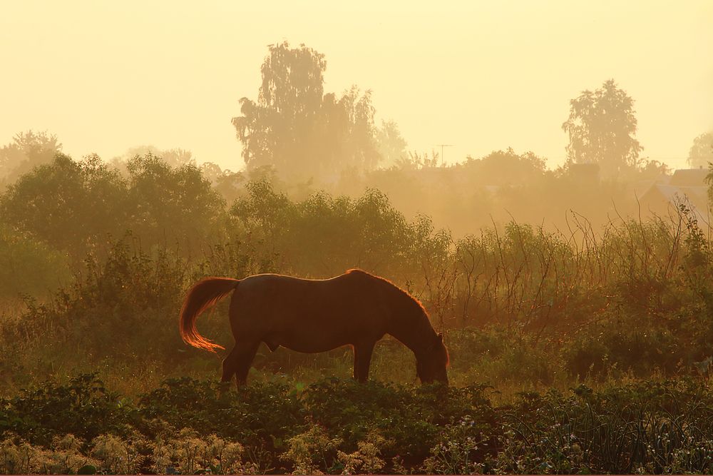 Photograph by Николай Протасеня