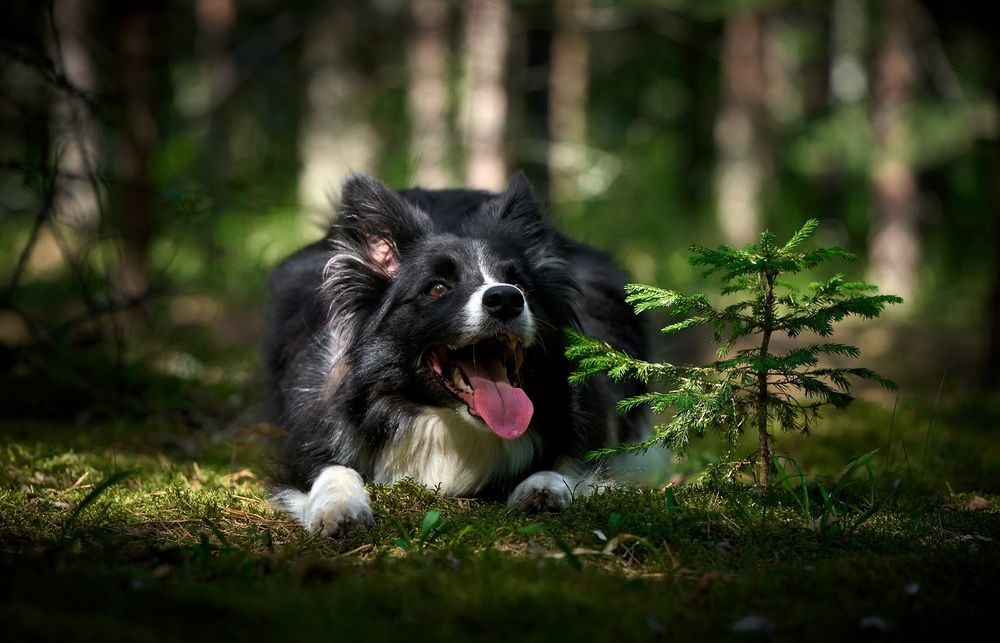 Photograph by Андрей Некрашевич