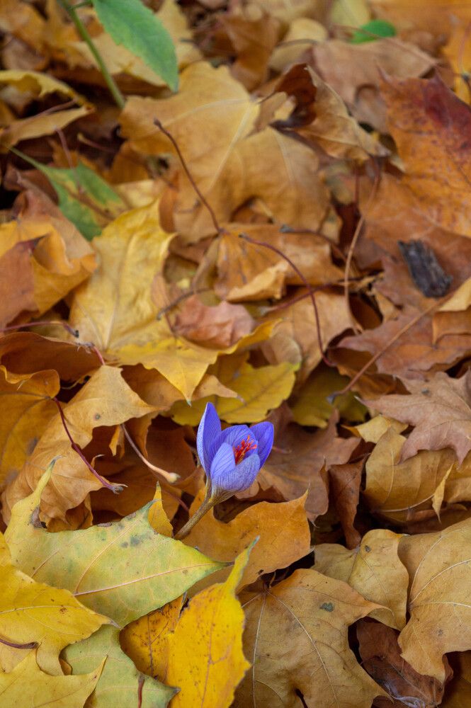 Photograph by Ирина Шмойлова