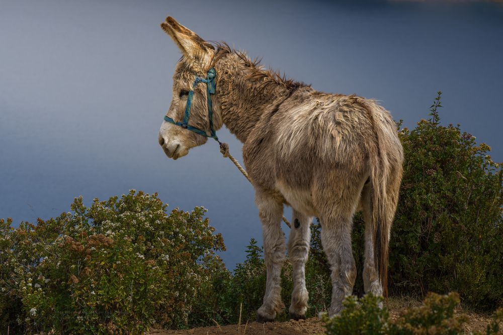 Burrito del Titicaca