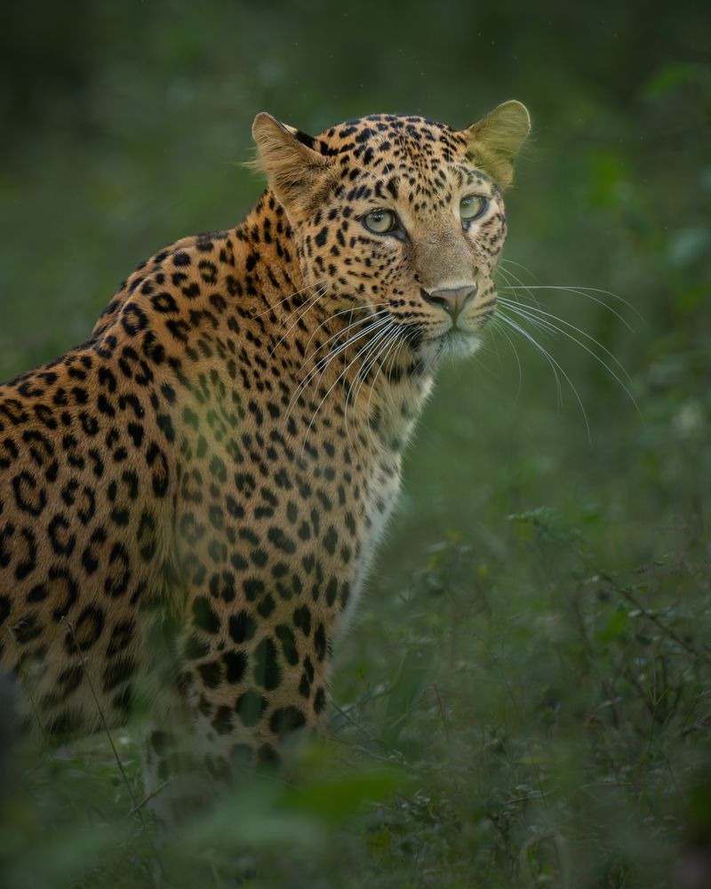 Photograph by Narayanan Iyer