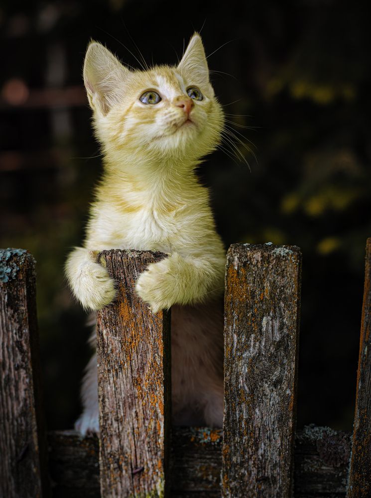 Фотография автора Михаил Лупина