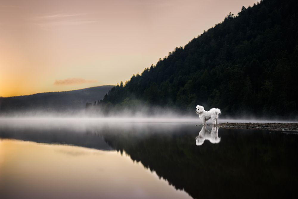 Фотография автора Joyce Helms-Harkema