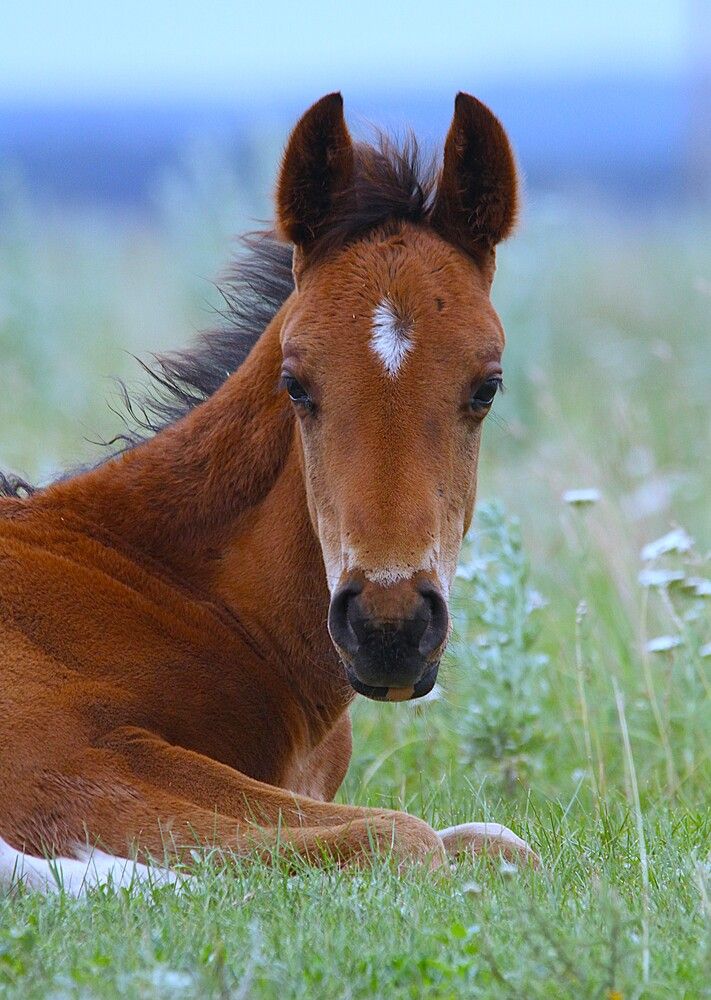 Фотография автора Татьяна Шебаршенко