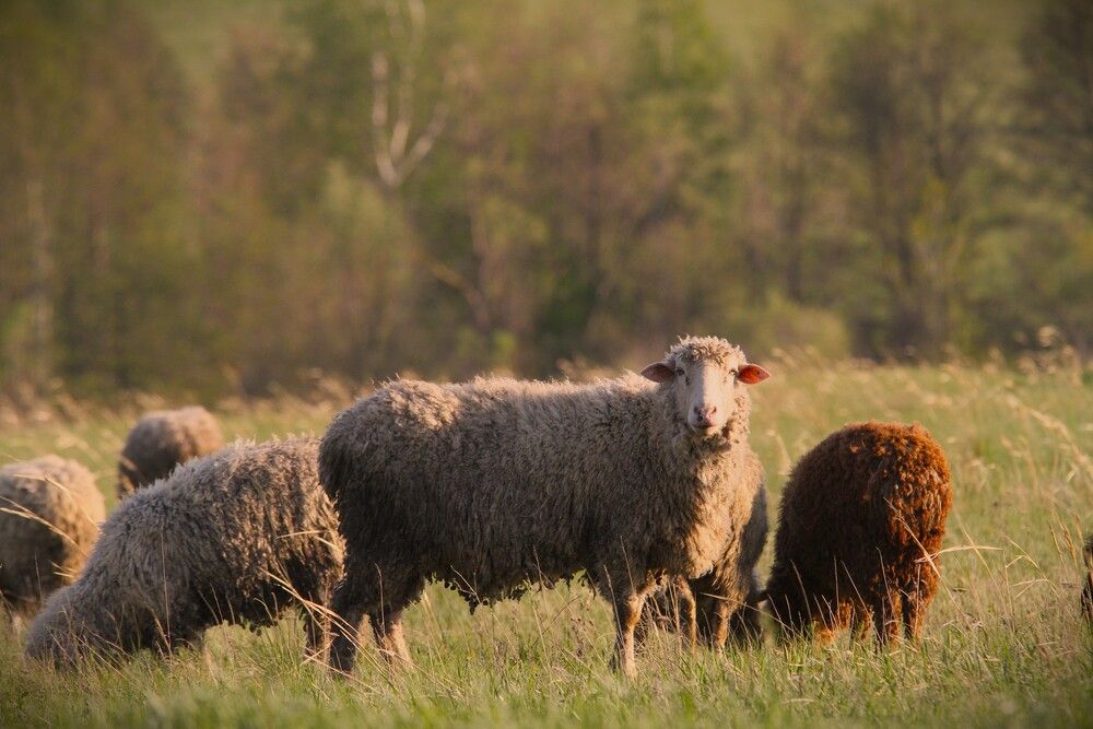 Фотография автора Татьяна Шебаршенко