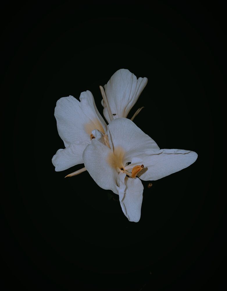 Ivory solitude