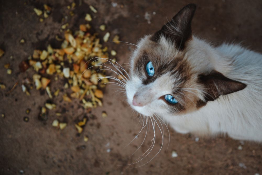 Photograph by Ziko Demmane