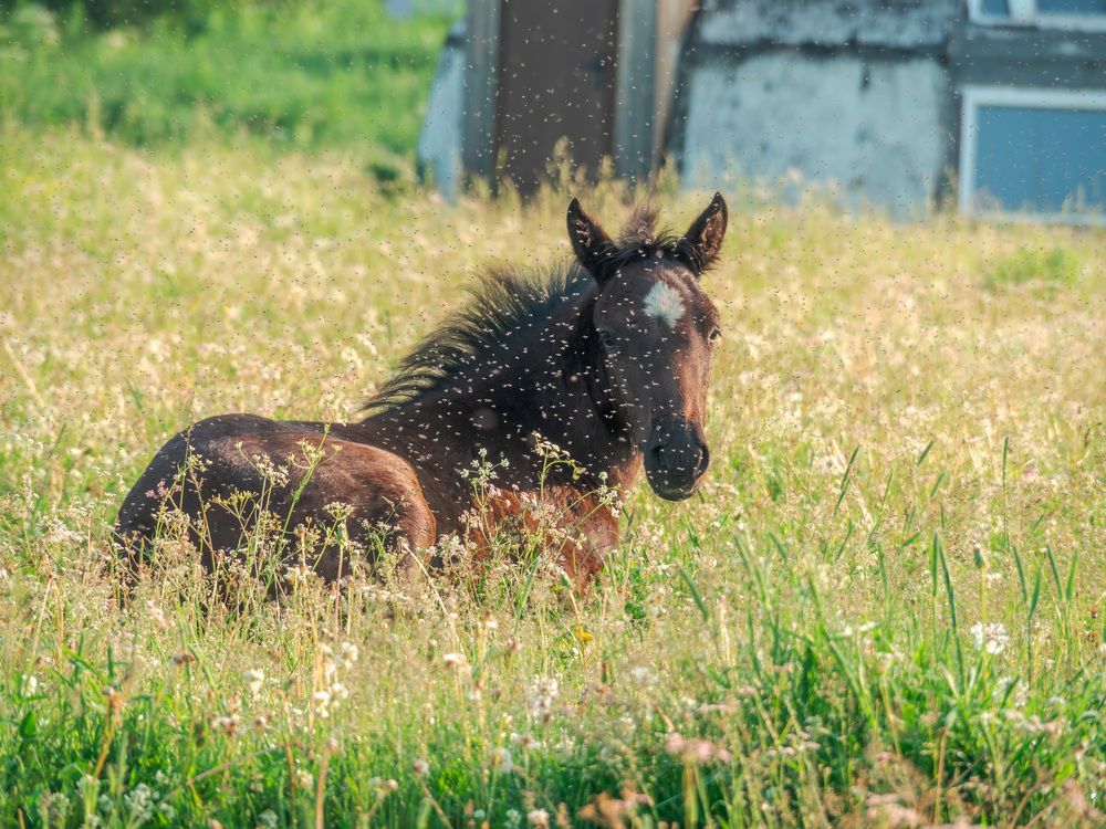 Фотография автора Вадим Серебреников