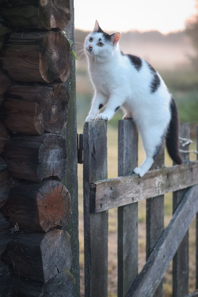 Фотография автора Алена Чёрная