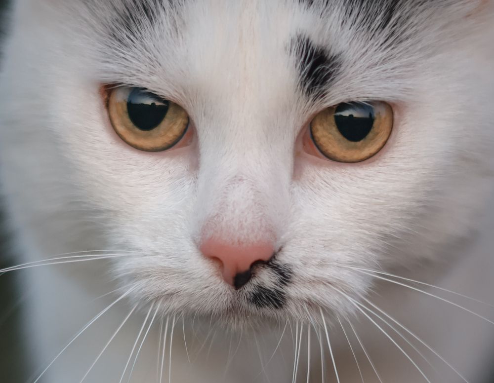 Фотография автора Алена Чёрная