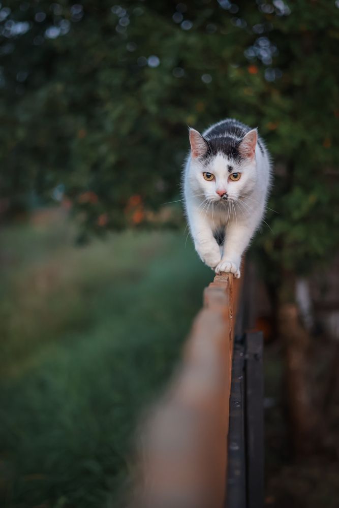 Фотография автора Алена Чёрная