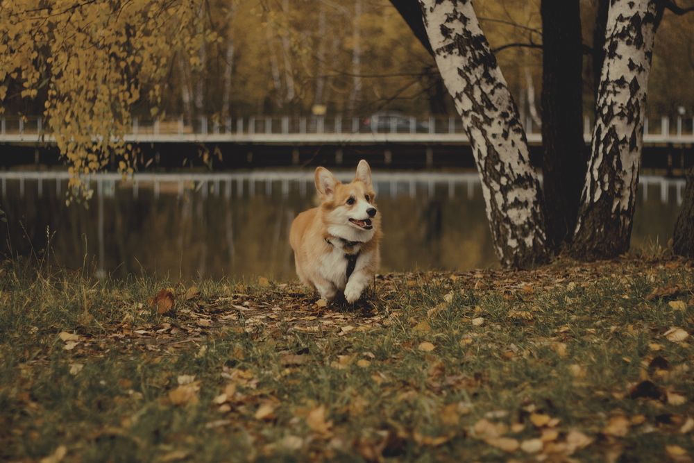 Фотография автора Elena Zeleranskaya