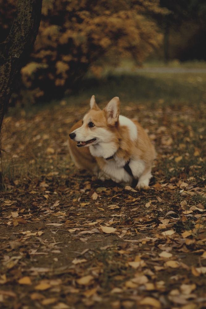 Фотография автора Elena Zeleranskaya