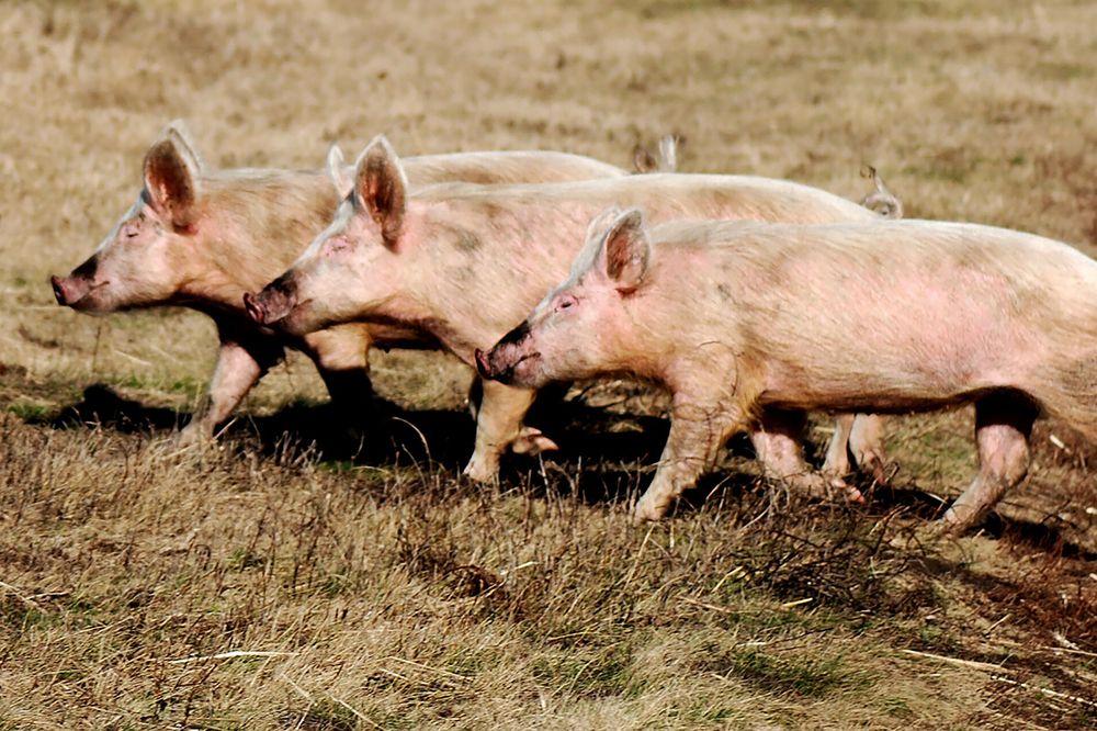 Photograph by Дмитрий Петренко