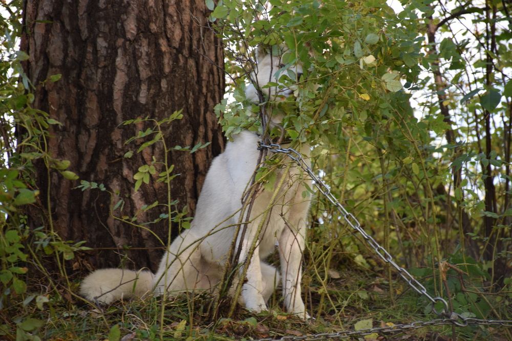 Photograph by Ирина Шабанова