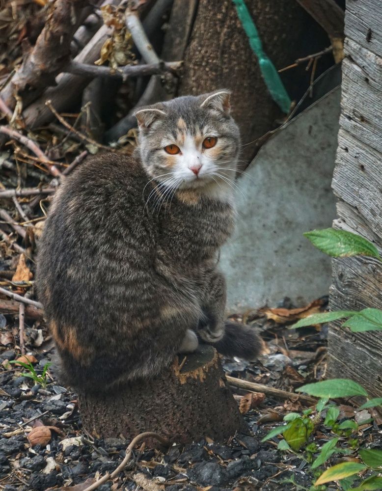 Photograph by Нина Паршина