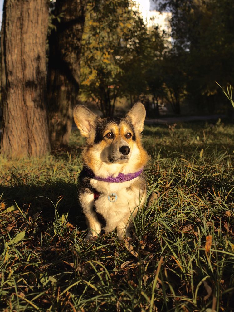 Фотография автора Elena Zeleranskaya