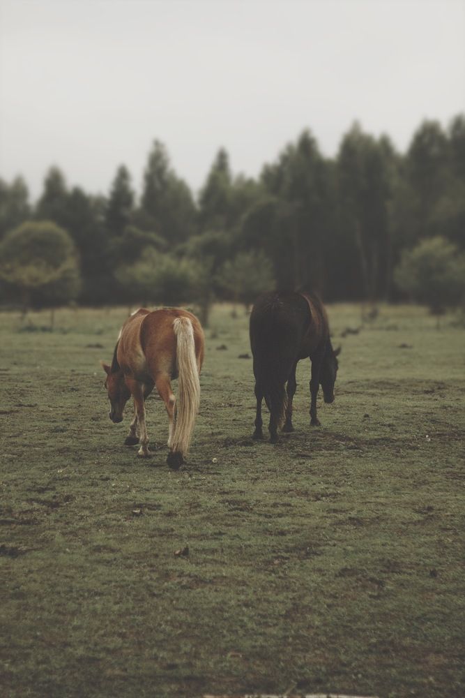 Фотография автора Elena Zeleranskaya