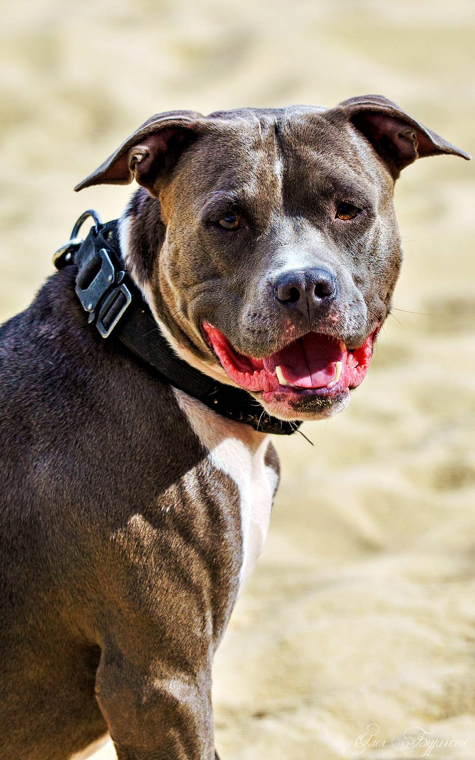 Photo #12797475