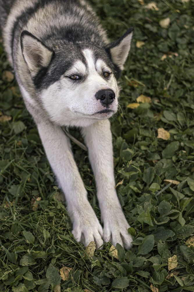 Photograph by Елена Беланенко