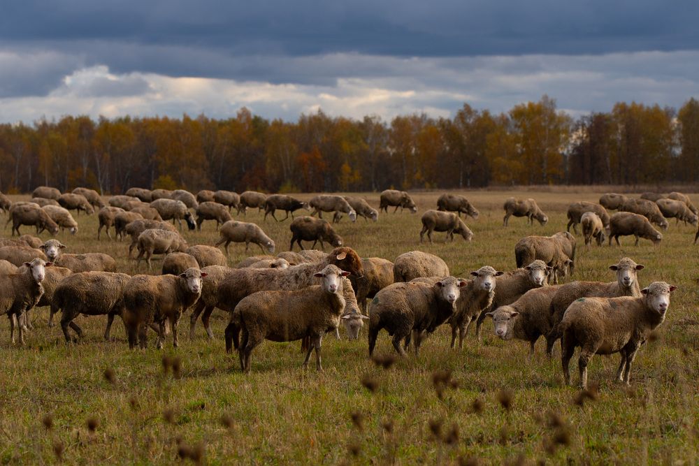 Фотография автора Светлана Зимина