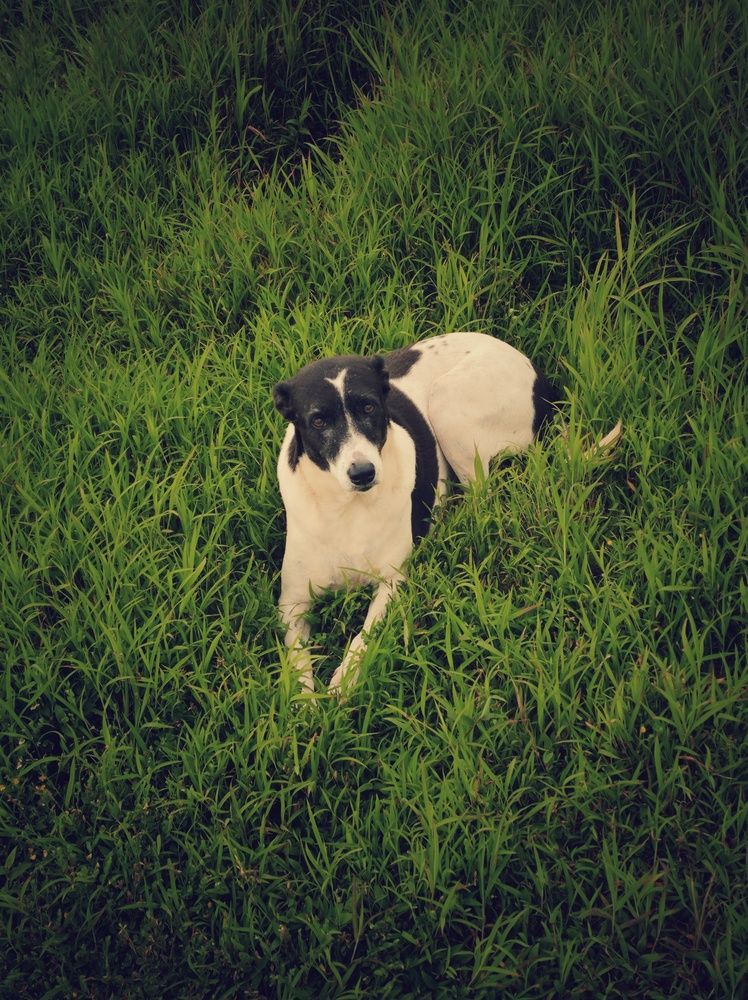 Фотография автора Joy Kapadia