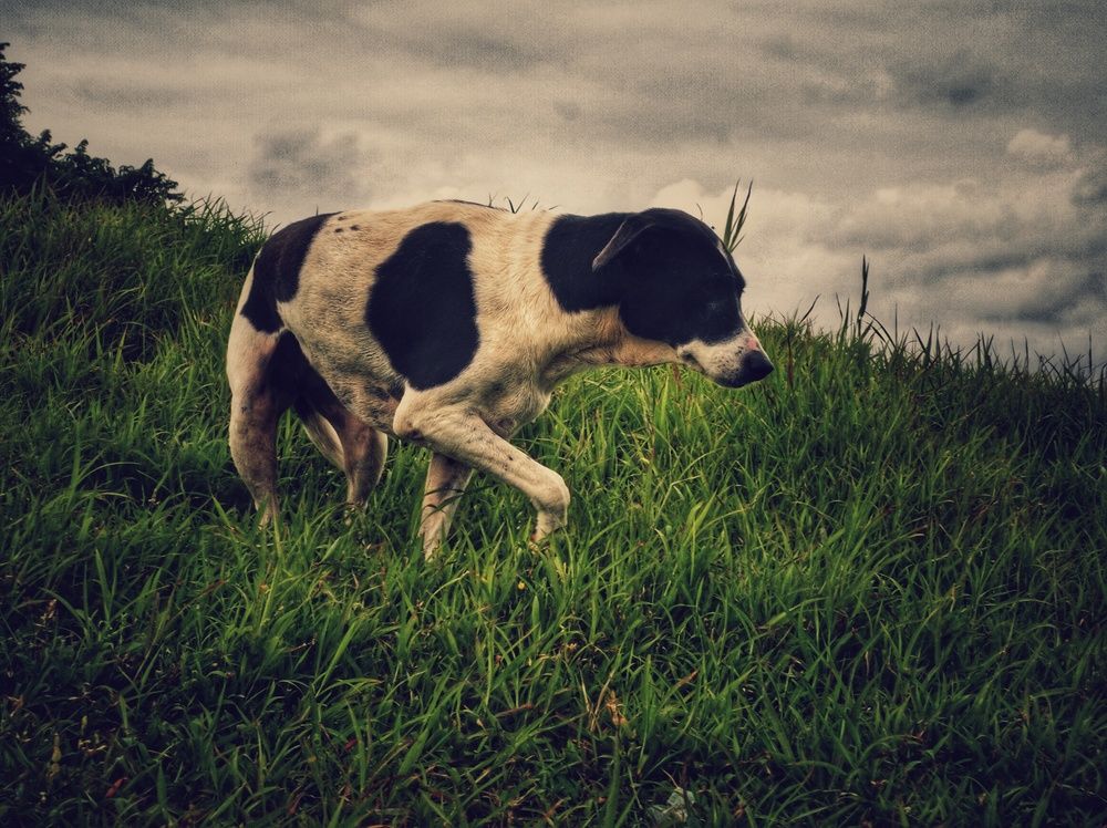 Фотография автора Joy Kapadia