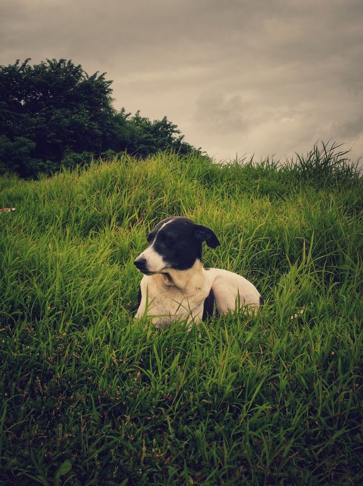 Фотография автора Joy Kapadia