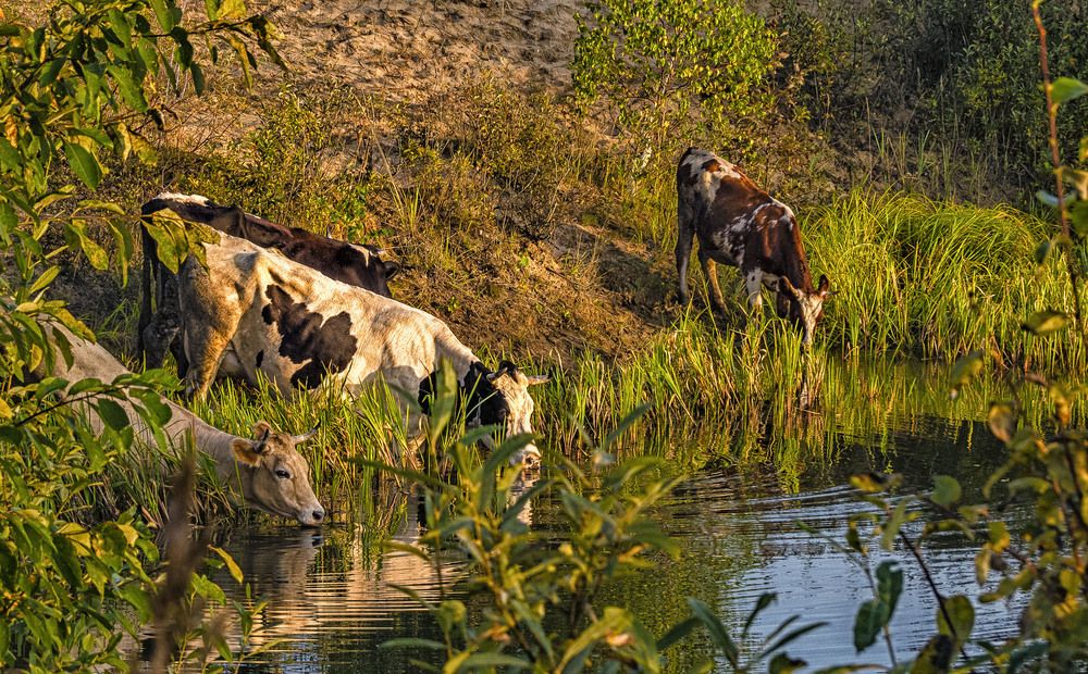 Photograph by Цветков Сергей