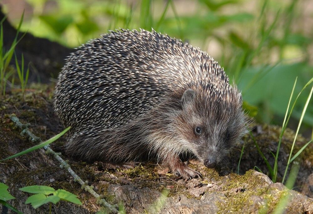 Photograph by Zakharov Matvey