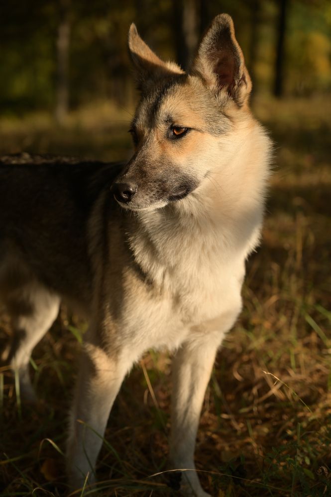 Неожиданная встреча