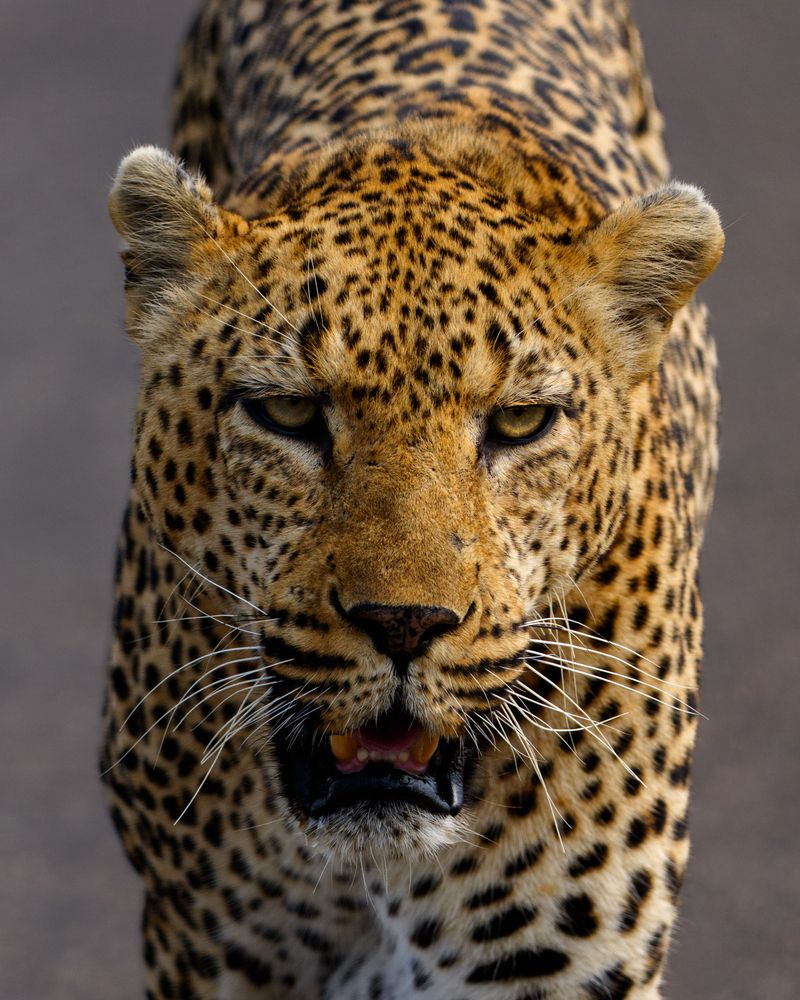 Photograph by Даниил Рождественский