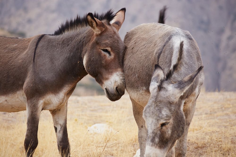 Photograph by Prometej