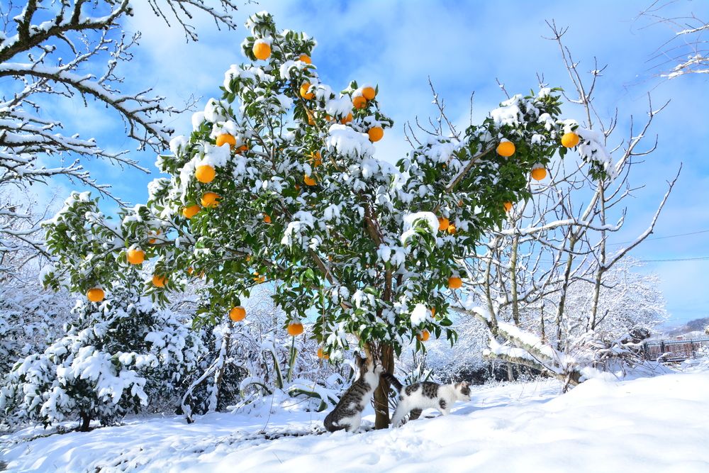 Photograph by Shota Gogoli