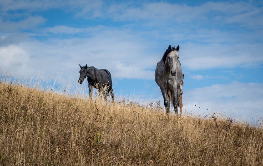 Photograph by Alex Kov