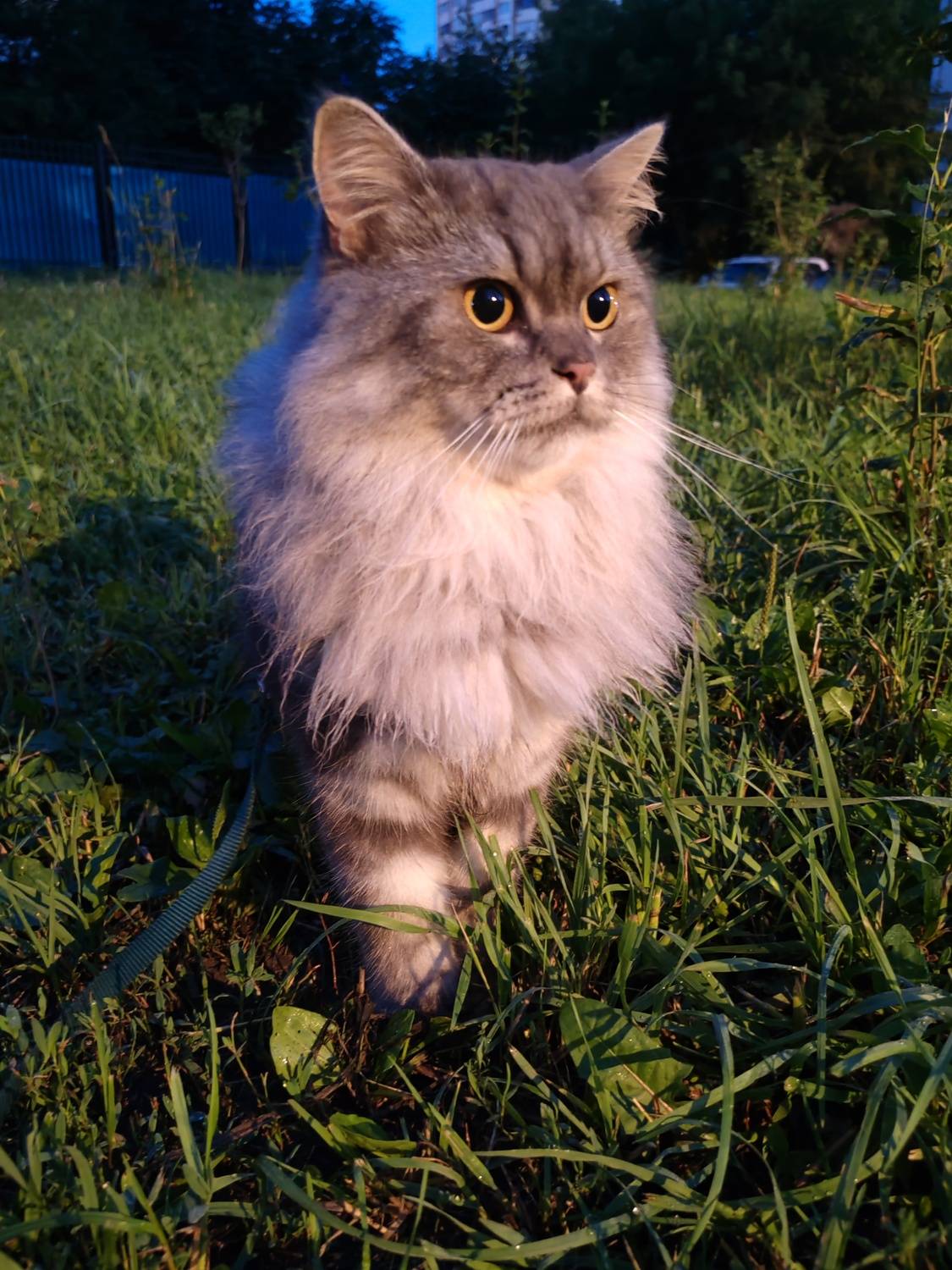 Photo #12797992