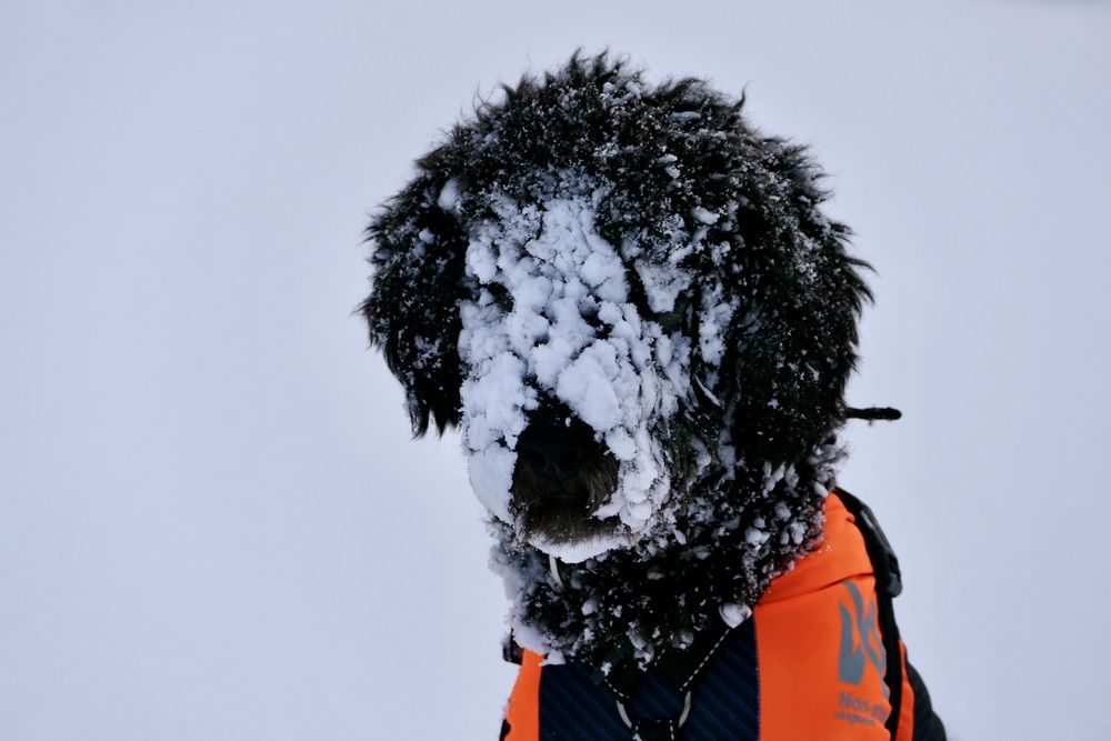 There is never too much snow