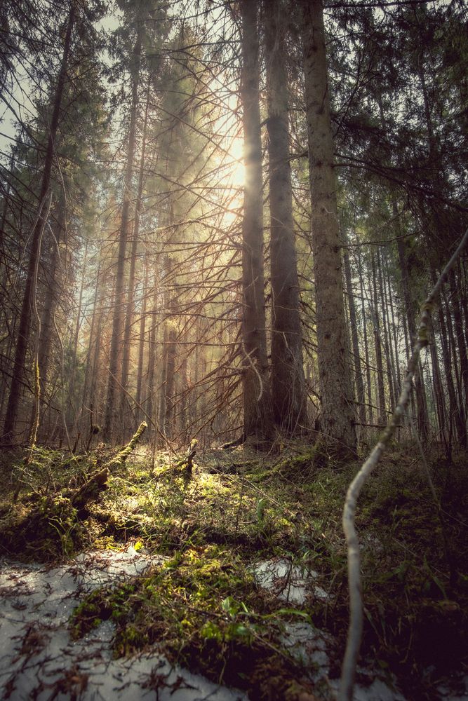 Photograph by Игорь Лузин