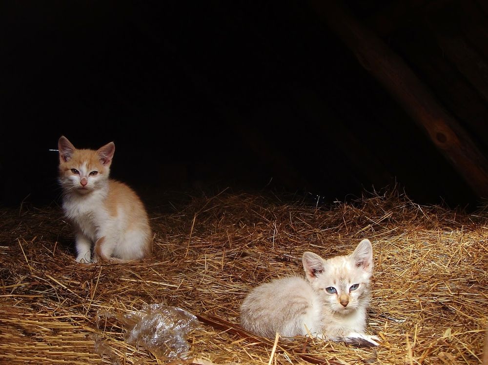 Борьба за выживание