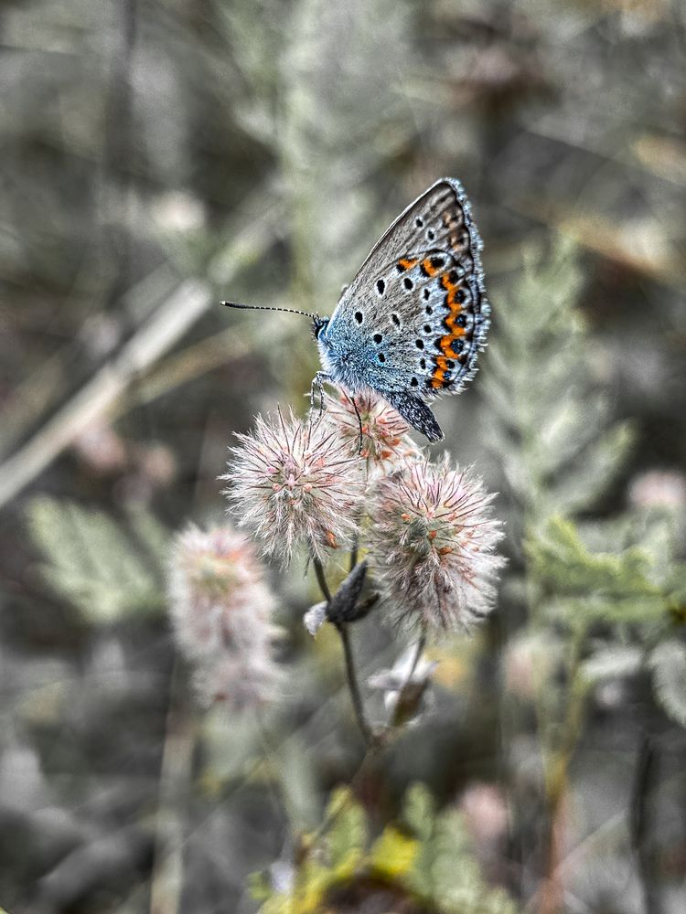 На лесной поляне