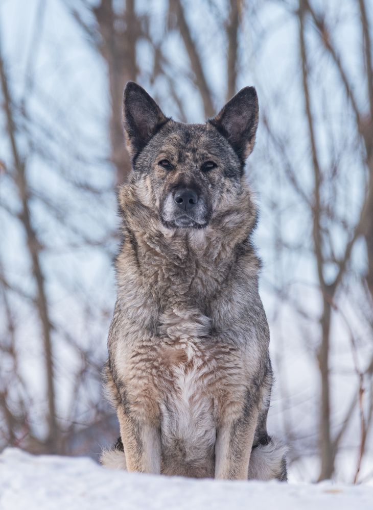 Брутальный охранник