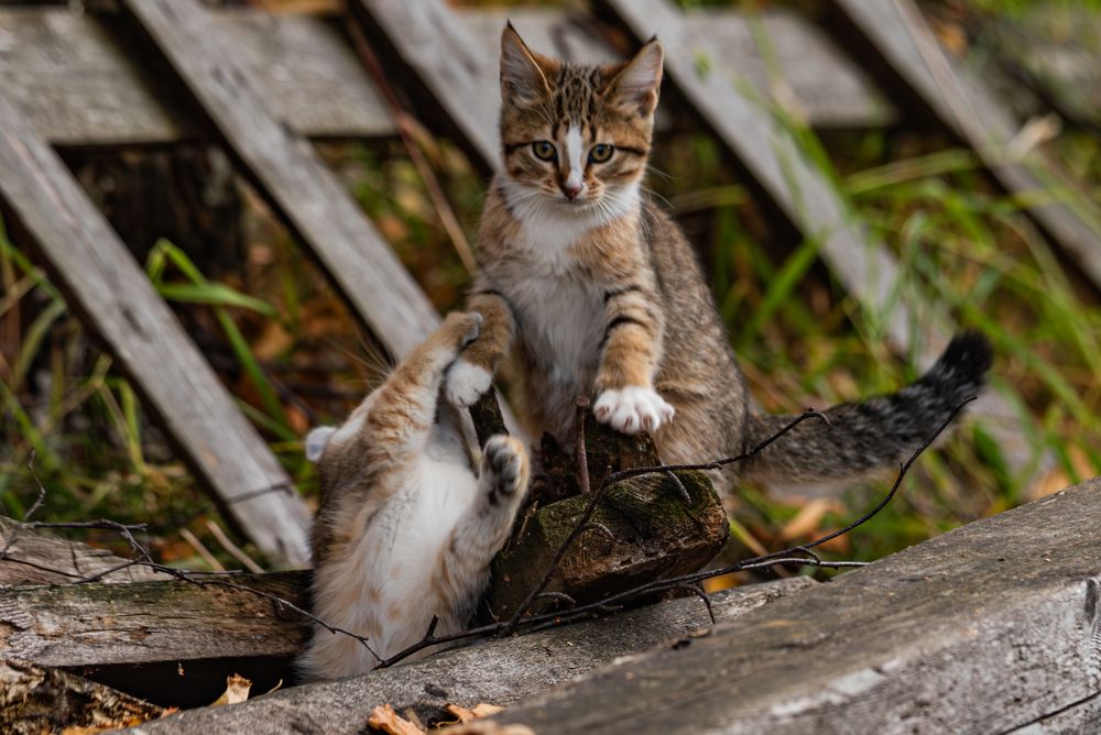 Мелкие задиры