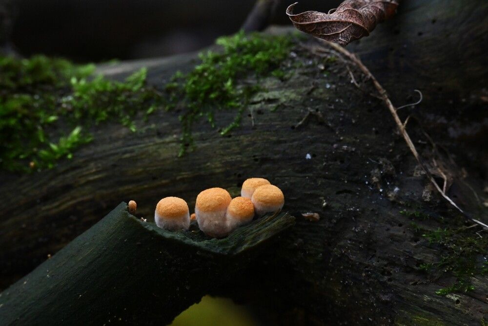 Photograph by IRINA FILIPPOVA