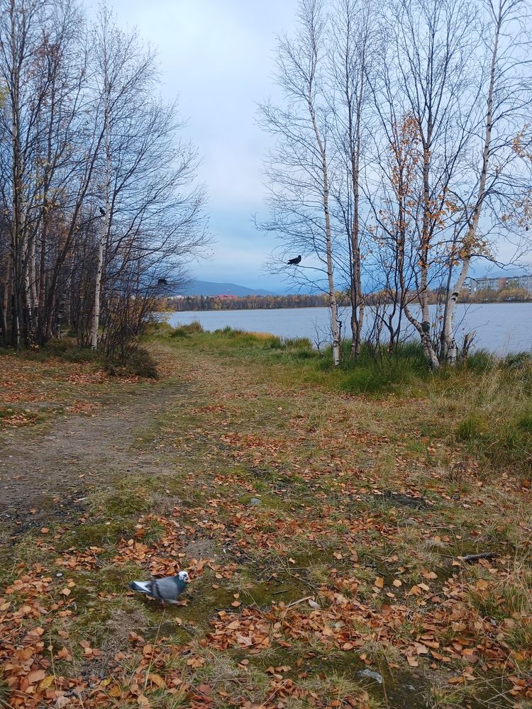 Photo #12798331