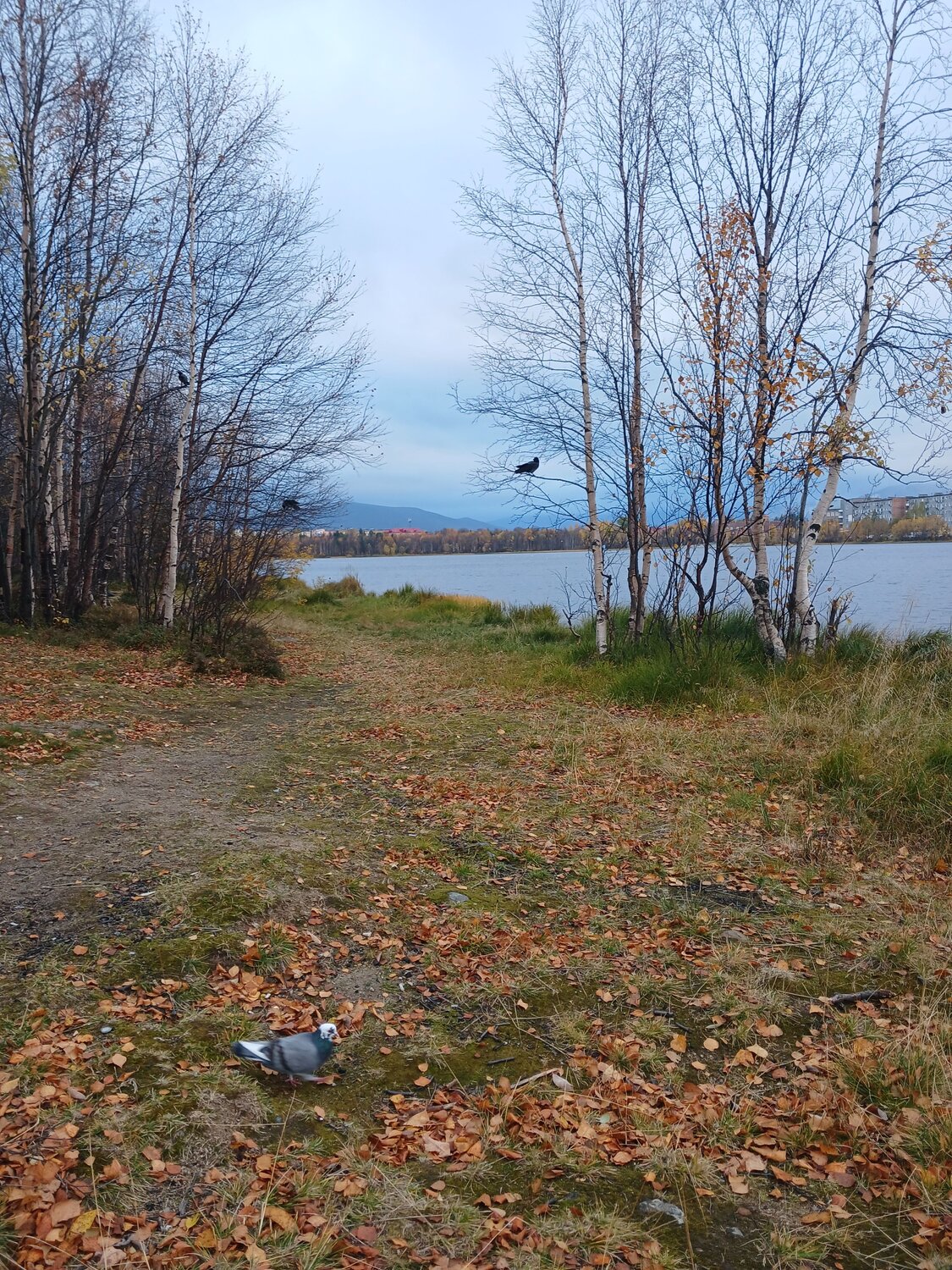 Photo #12798331